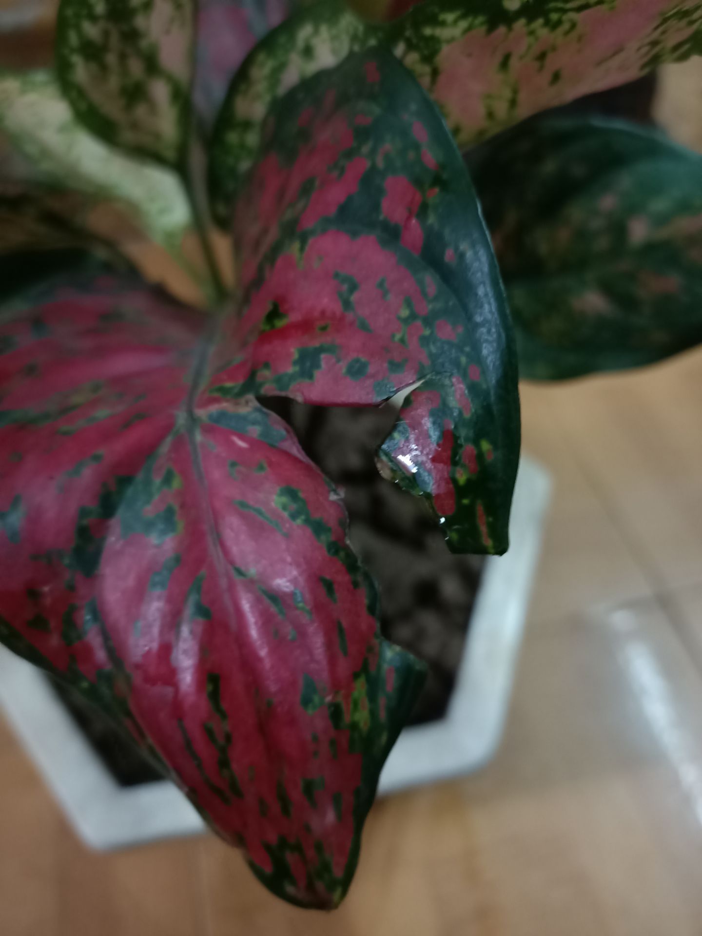 các bạn đóng gói ko cẩn thận lá cây rách hết