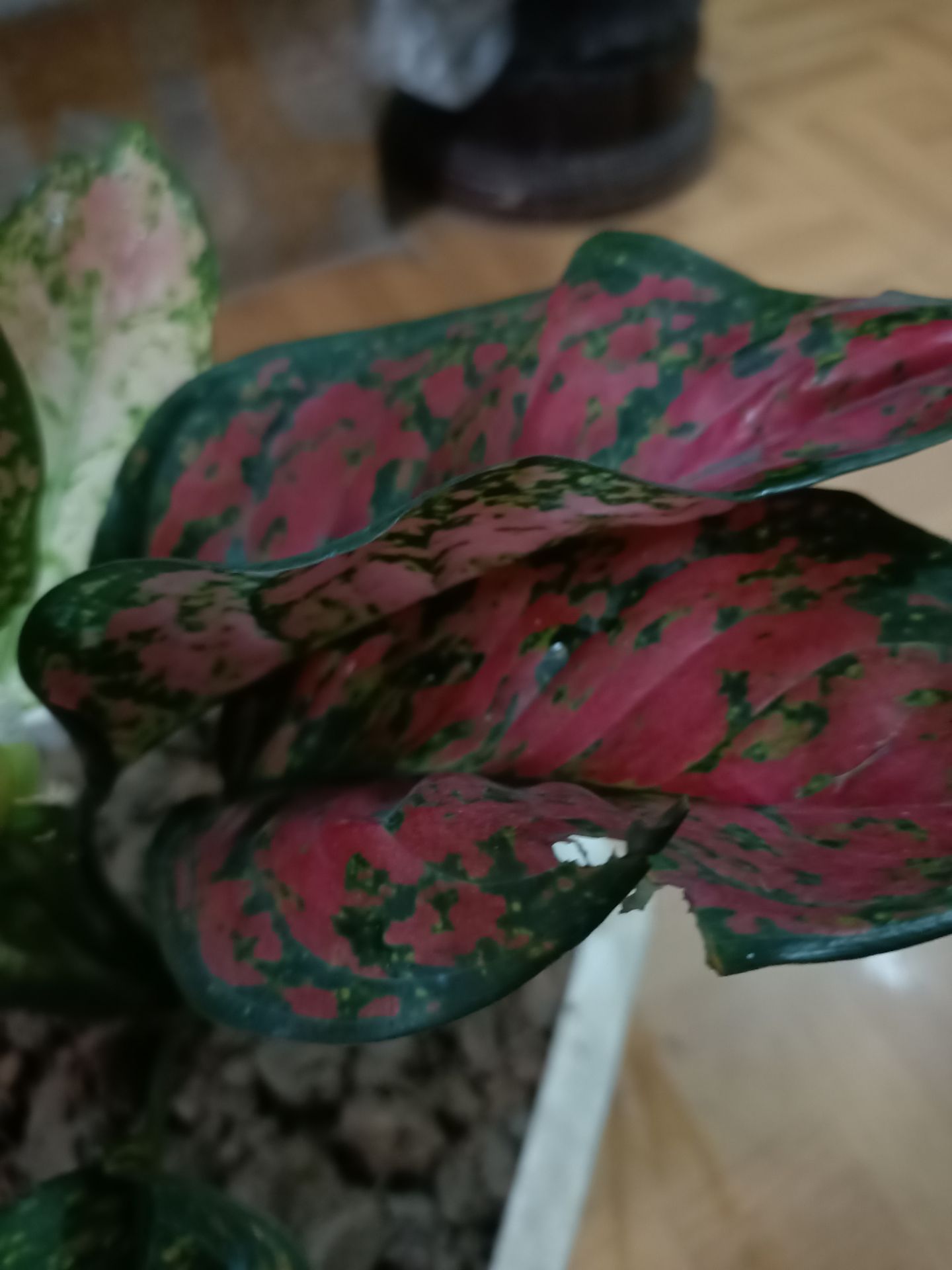 các bạn đóng gói ko cẩn thận lá cây rách hết