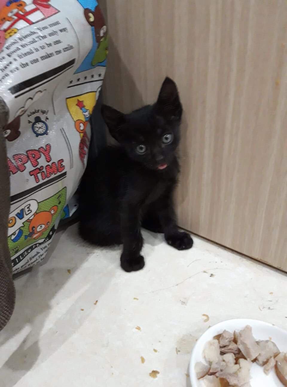 Con mèo mặt *** nhà mình ăn hết rồi nên mình không có hình để đánh giá. Nói chung ... chắc là ngon, nó ăn vèo cái hết. Giá ở tiki rẻ hơn ở siệu thị nên mình mua ở đây. Ăn thấy mập hơn so với cateye. Mình thương đổi món cat eye, roy.... để tạm hình con mèo mặt *** vậy