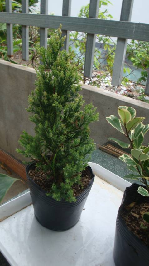 hàng giao LÙN HƠN HÌNH MẪU XÍU ... THẤY CÓ VẺ khỏe :) CỨNG CÁP >> chứ không ẻo lả cong cong như CA SĨ SƠN TÙNG ..