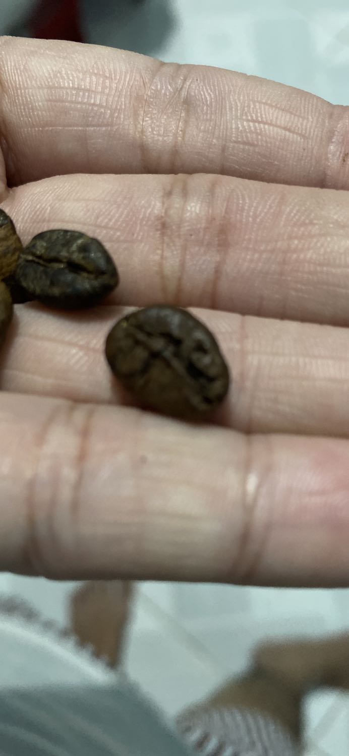 Nhìn hạt cafe mà hết hồn luôn. Nhìn hạt thì có thể đoán nhân cafe trước rang là như thế nào rồi.  Mình bóc 4 bịch ra đều vậy.