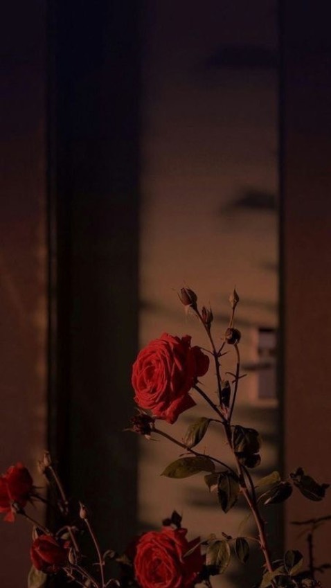 Buộc không bị gãy tóc, sẽ ủng hộ thêm 🥰