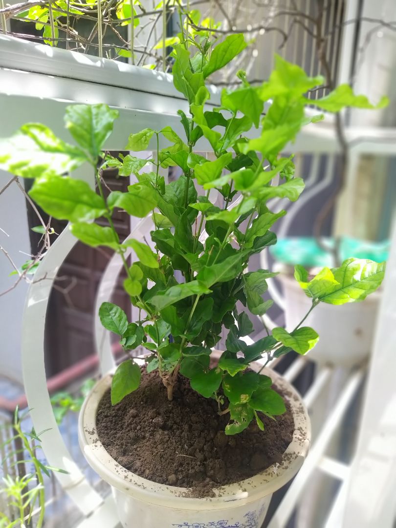 Cây đẹp, kích thước như mô tả. Shop đóng gói cẩn thận,vận chuyển tới Hà Nội vẫn tươi nguyên. Shop chuẩn bị hàng, giao hàng nhanh.