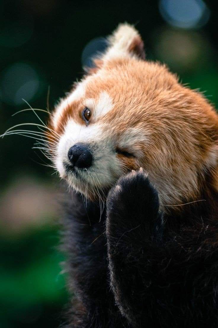 sách mới, còn thơm mùi giấy, bìa trong, không bị trầy xước, có tặng kèm quyển sổ nhỏ nữa ạ :>
điểm trừ là có một cuốn bị rách bìa tí tẹo, nhưng xịn quó nên vẫn 5 sao ạ ?