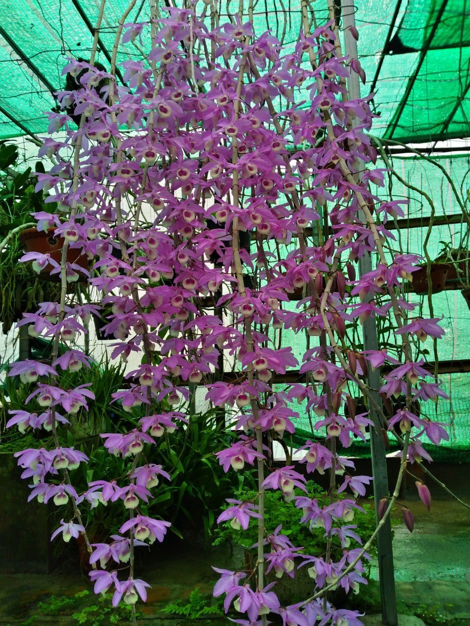 hàng đã được giao,hài lòng về mẫu mã và chất lượng.giao có bọc cẩn thân,shipper rất nhẹ nhàng tận tình