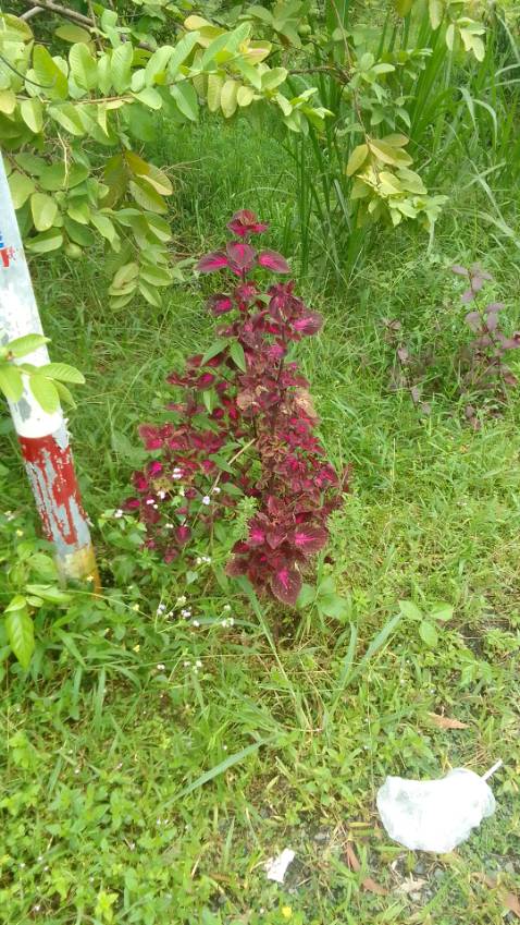 Giao hàng nhanh lẹ. Có dùng bên shop rồi. 
Rất là ok ln. Và nhu lời shop quảng cáo 
Lâu ra hơn chữ lâu ra kkkkkk Giao hàng nhanh lẹ. Có dùng bên shop rồi. 
Rất là ok ln. Và nhu lời shop quảng cáo 
Lâu ra hơn chữ lâu ra kkkkkk