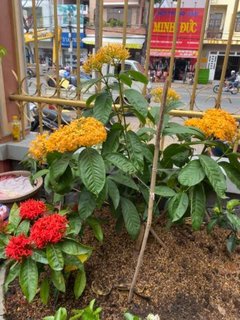 Tốt quá rồi anh