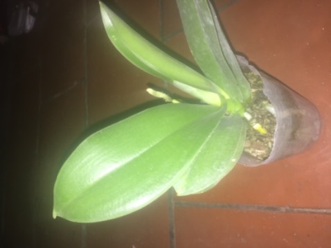 Rất hài lòng ngồng hoa và rễ tốt