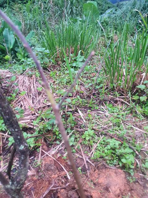 Giao cây gần chết. Shop bảo trồng đi. Đợi mấy ngày cây chết nhắn tin ship im luôn Giao cây gần chết. Shop bảo trồng đi. Đợi mấy ngày cây chết nhắn tin ship im luôn