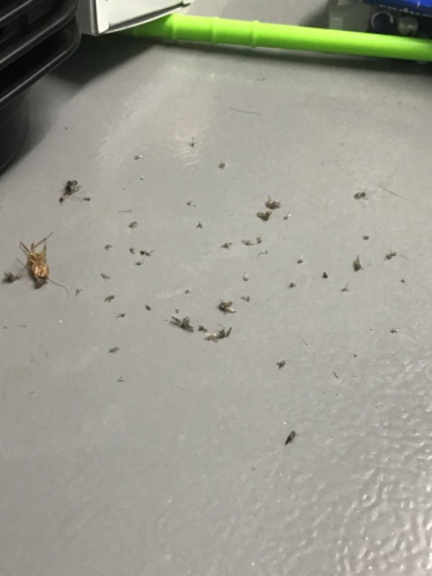 Dùng được 5 đêm bắt được nhiêu đây, muỗi vẫn chưa bắt được hết. Sáng còn vài con có thể nhiệt độ chưa thu hút được 100% muỗi trong phòng. 
Ai mua dùng thì lưu ý tắt hết đèn để dùng ok.