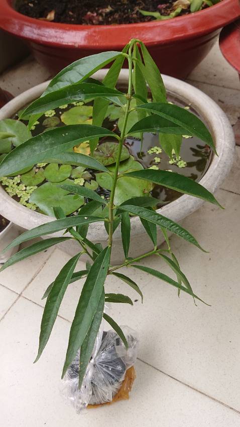 Nice!!! Cây rất khỏe và xanh tốt :3