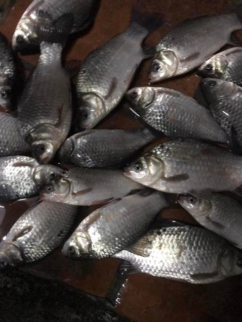 Hàng đúng mô tả. Phù hợp với giá tiền. Thích hợp cần 5m4 trở xuống. Dài hơn thì vẫn cố dc mà hơi yếu. Cho 5 sao