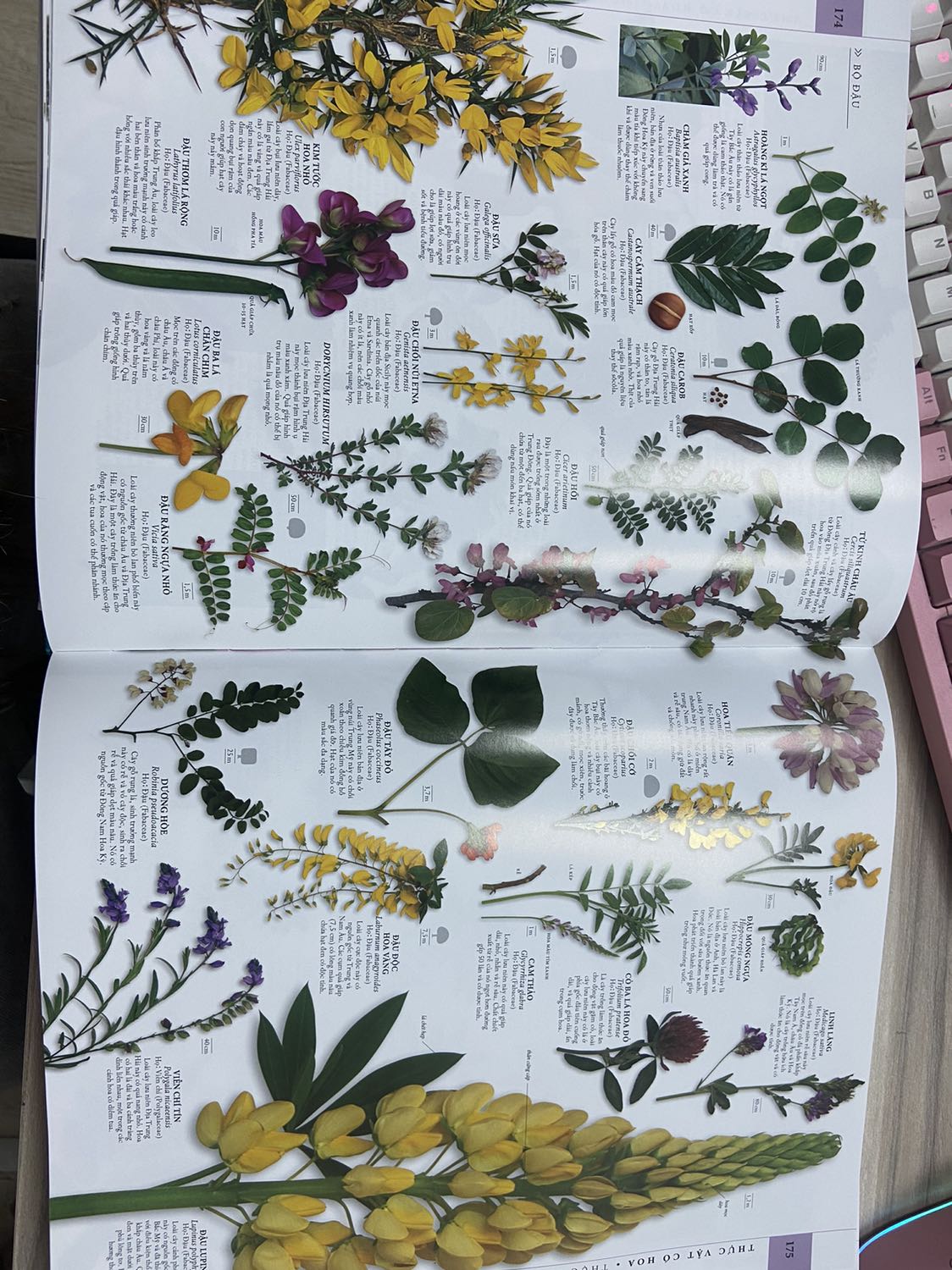 Cuốn bách khoa này thật sự hữu ích cho mọi lứa tuổi. Hình ảnh đẹp, sắc nét trực quan. Cung cấp rất nhiều kiến thức từ tự nhiên, thực vật, động vật những kiến thức nền tảng. Cuốn này ba mẹ có thể cùng xem với con vào mỗi buổi tối cuối tuần thì thật sự tuyệt vời. Vừa có thêm kiến thức cho cả phụ huynh lẫn trẻ nhỏ vừa có không gian để cha mẹ vui chơi bên con cái. Mình canh sale được giá cực kỳ tốt nên hốt liền. Thật sự rất hữu ích, chúc mọi người có thêm nhiều kiến thức và thư giản với những thông tin cùng hình ảnh thú vị