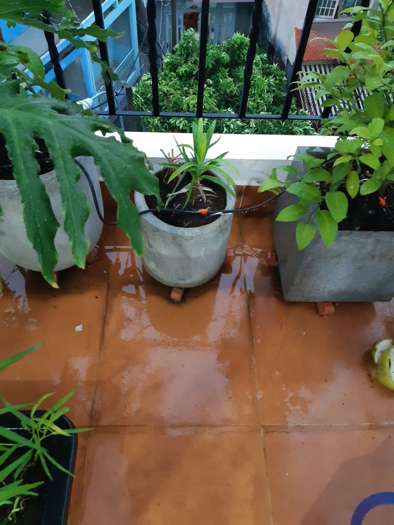 Tốt, mình thấy ngon hơn loại ngang