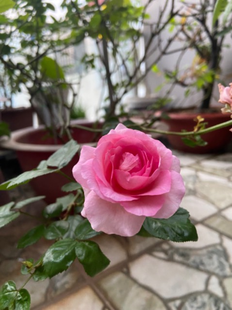 Thơm ngon bổ rẻ 
Tiki giao hàng nhanh Ok