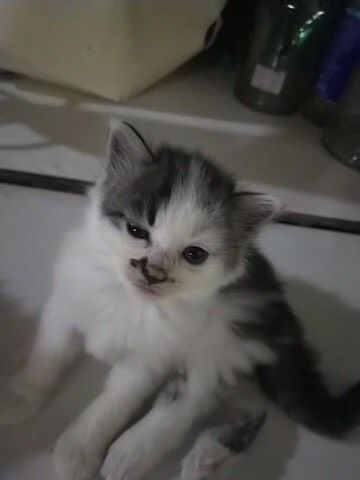 chất lượng sản phẩm tốt nhưng e để ảnh minh họa thui ạ ?