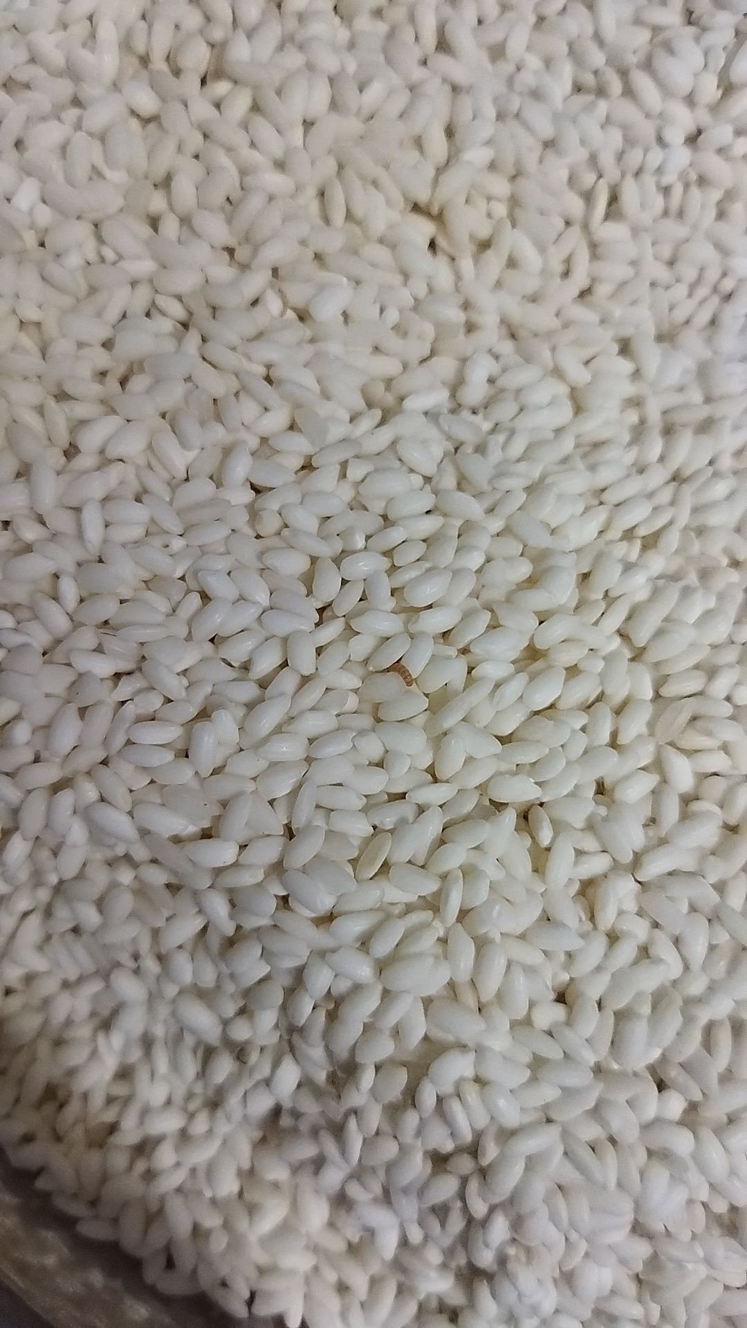 Nhà mình mua 3 túi, mới ăn túi đầu tiên thì thấy bị mọt, có sâu. Gạo hôi