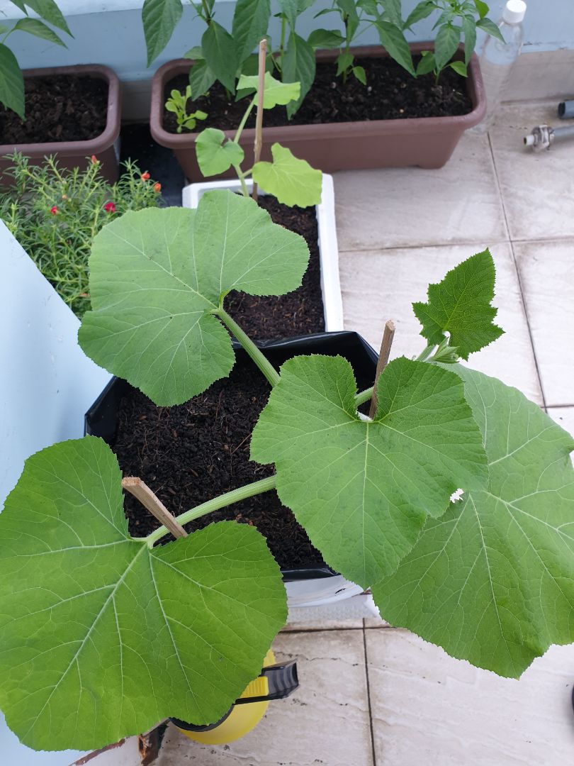 Minh mua dat nay ve trong cay bi dao an dot, gio cay da len khon, rat co kha nang se tiep tuc mua them dat o Tiki de trong them cay, cam on dich vu giao hang cua Tiki nha. Cho ban 5 ngoi sao nha ban, thank you so much!