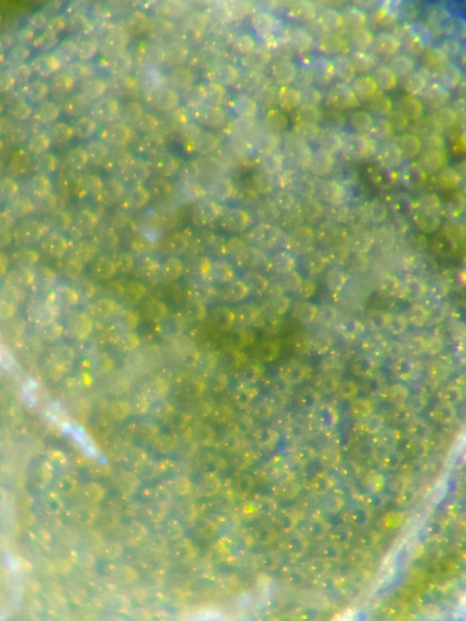 Ổn trong tầm giá. Phù hợp với mục đích di động, khám phá thiên nhiên. Có thể cho học sinh được.
Hơi khó cố định với điện thoại.
Nếu cần tìm hiểu sâu, cần kính hiển vi chuyên nghiệm, chắc chắn mới cố định được tiêu bản trong vi trường quan sát.
- HÌnh tấm hình mầu trên giấy, thấy rõ điểm ảnh
- HÌnh sợi vải (mắt thường bé hơn sợi chỉ) thấy rõ sợi chỉ
- Hình mặt trên lá cây thấy được tế bào, và có vẻ cả khí khổng