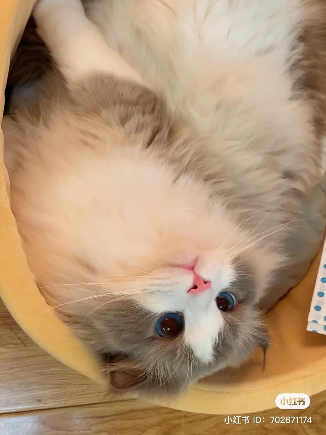 Xài ngonnn, giống như mô tả, nên mua