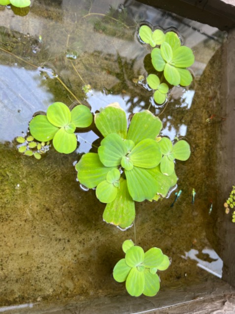 Mỳ ngon. Sẽ mua thêm