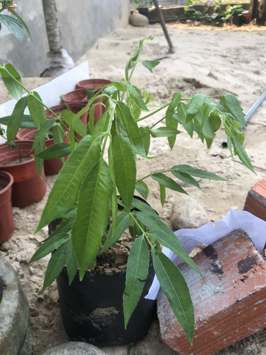 Cây này cây chiếc hay cây ươm hột vậy shop...?