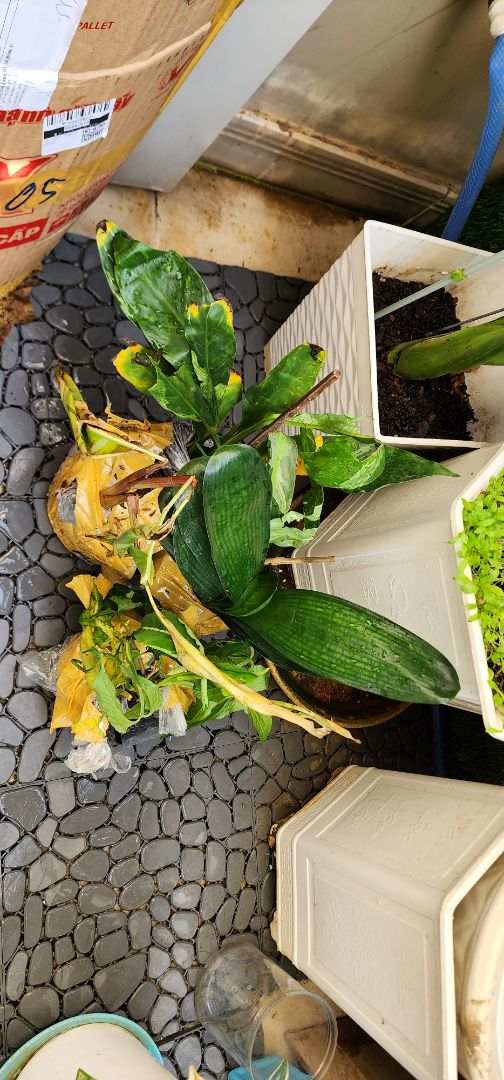 mỗi cây này trong 4 cây mình order là tạm tạm