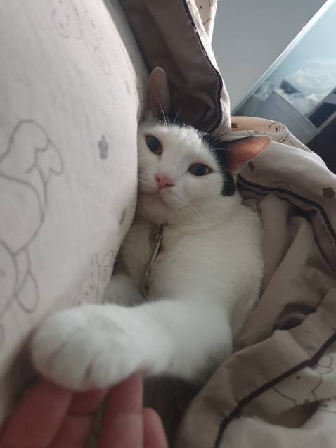 Giao đúng hẹn, đóng gói oke, hạt ăn tốt để loại bỏ búi lông. Mùi hấp dẫn mèo nhà mình rất mê, thanks shop