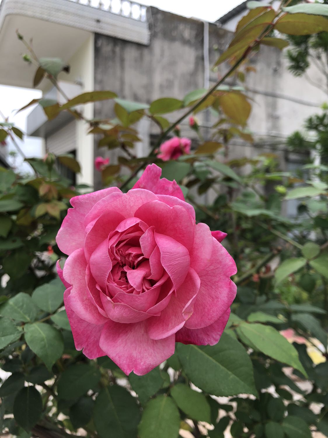 Giao hàng hơi lâu. Quần chất liệu cũng ok.