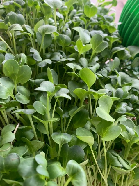 hình anh để nhận xu nhưng hàng tót