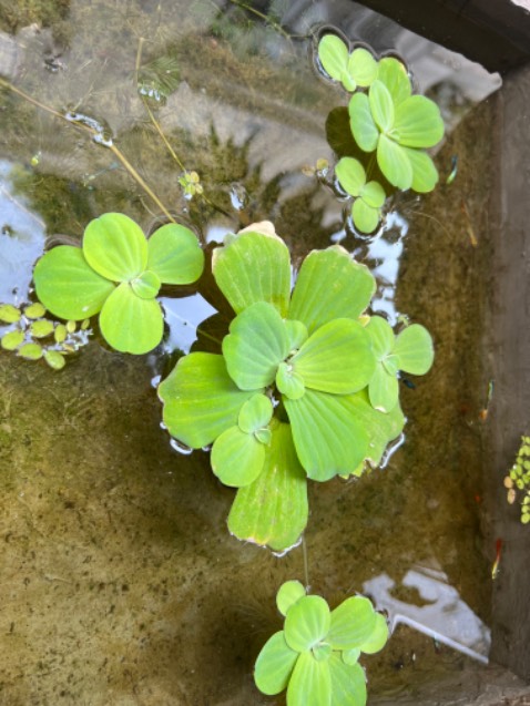 Mỳ ngon. Sẽ mua thêm