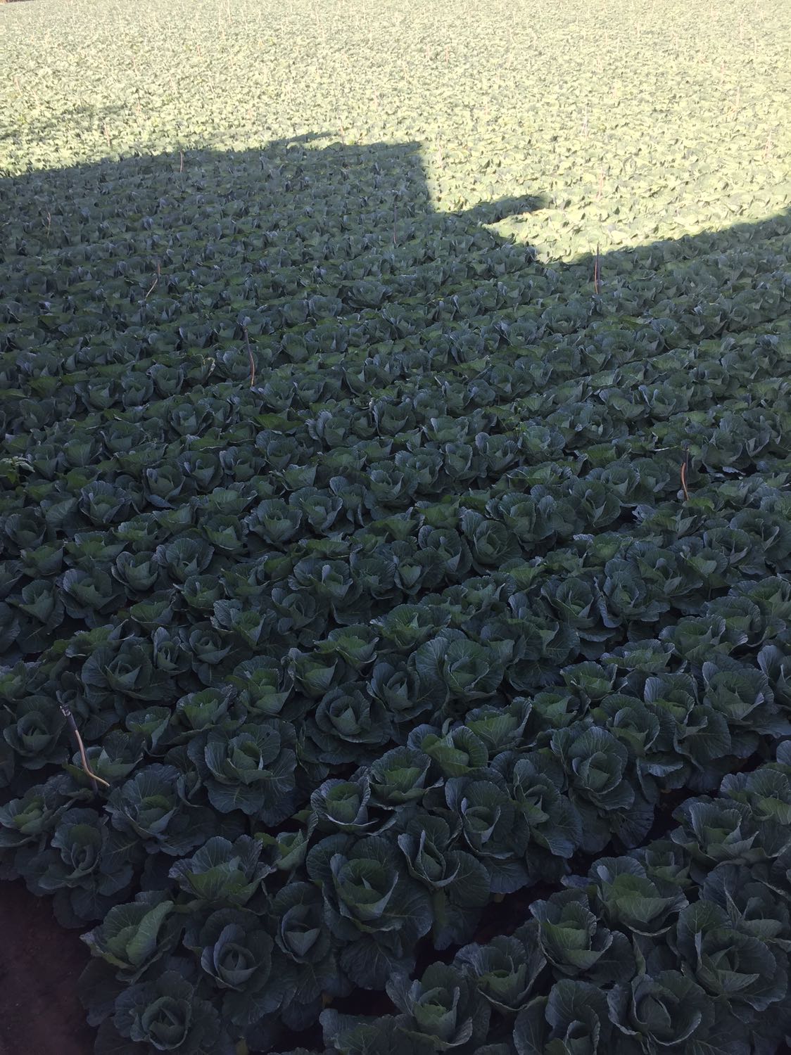 Nhìn khá chắc chắn.. độ bền thì thời gia. Sẽ trả lời