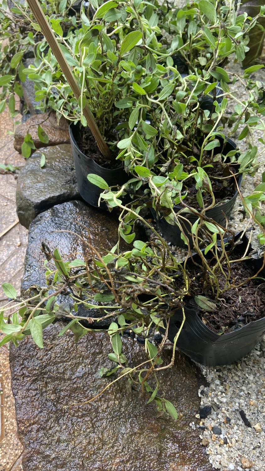 Xơ xác, mình nghĩ những cây này k nên mua online vì nó rất dễ thối mặc dù shop đã đóng gói rất kỷ