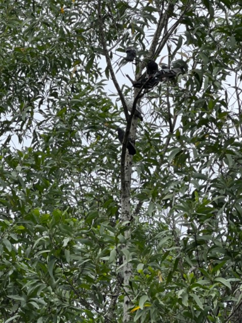 Trà ngon dễ uốn không cào bao tử không mệt mỏi. Không biết có giảm cân không nhưng dùng để giải khát thì rất ngon