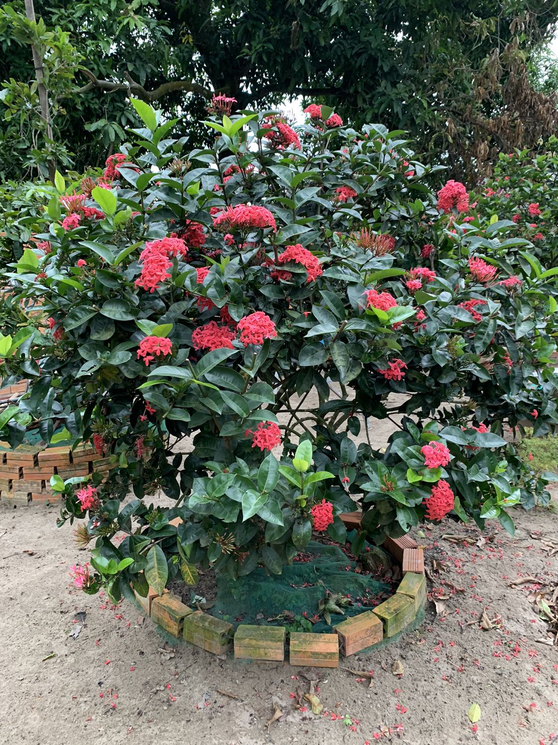 Giao hàng nhanh đóng gói đẹp