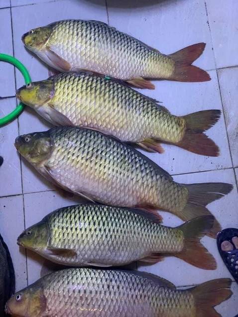 Shop giao hàng nhanh , ổn , hợp giá tiền