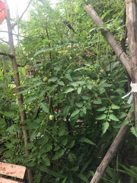 H mới nhận xét cho mọi ng biết nè. Cây ko lùn nha, hiện cao nhồng 1m5 rồi, nên mọi ng lam dàn cho mấy em, lúc trồng thưa ra xíu, cây cách cây tầm 500mm.
Mình mua cũng 4-5 loai giống, mới gieo tầm 2-3 loai, có Tía tô là chưa thành công dc cây nào, chắc do mình gieo chưa đúng cách