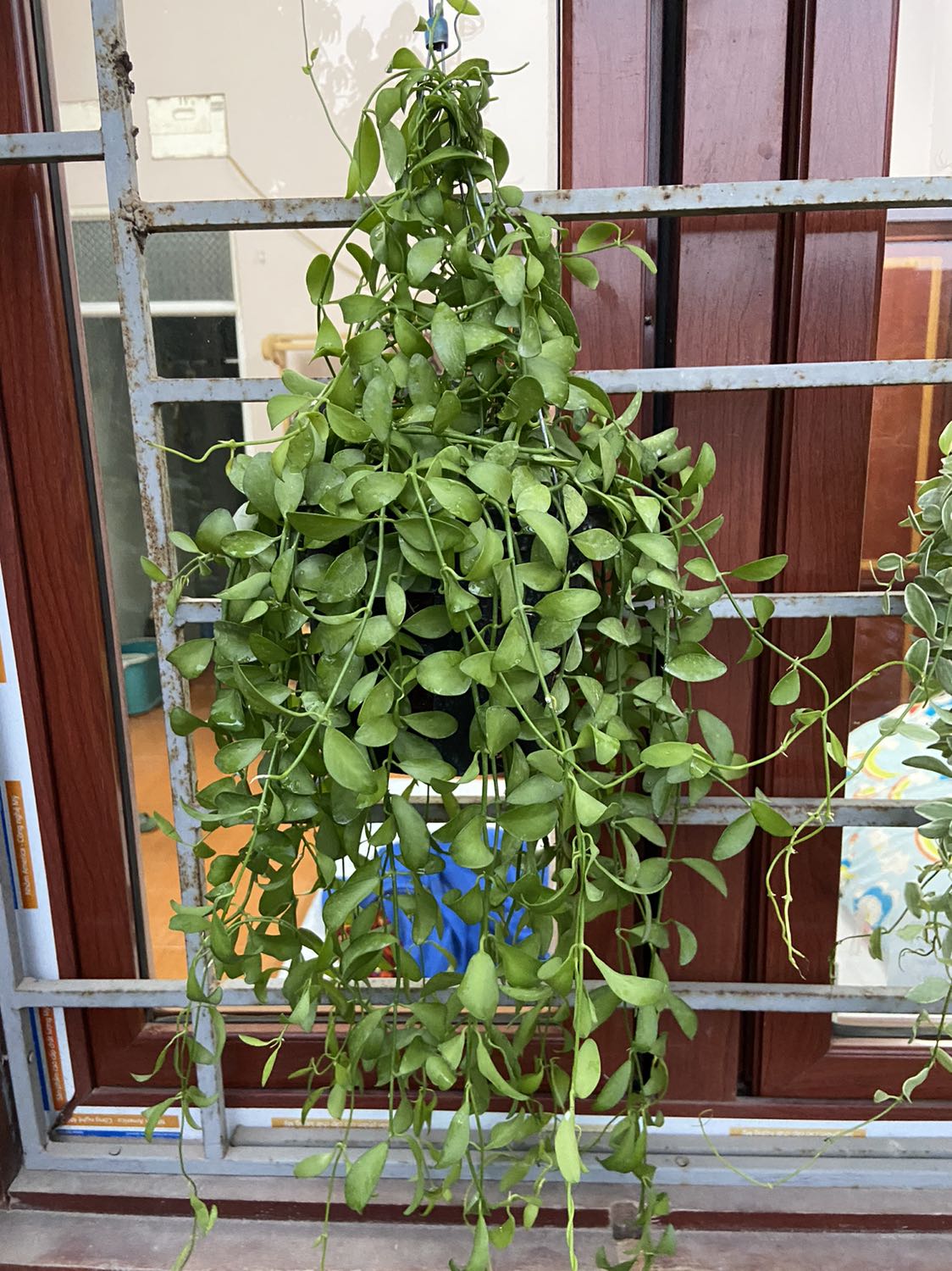 Hình ảnh chỉ mang tính chất nhận xu. Mua hộ k đánh giá sp