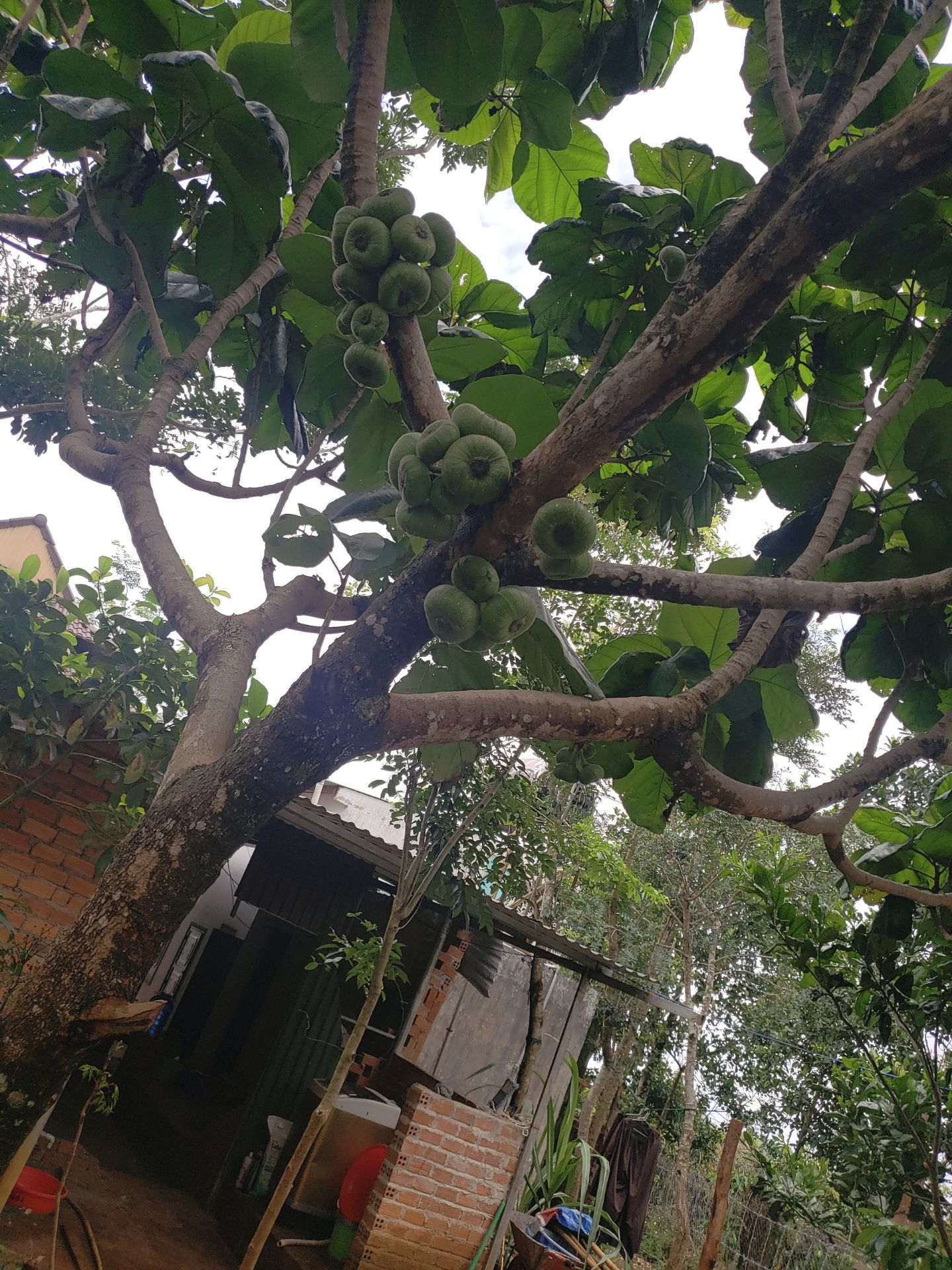 mấy ép rất ok..ép rau kiệt bã lắm...Ko bị ồn nữa...giao hàng ok luôn....máy chính hãng bảo hành qua mã QR luôn.....quên chụp hình máy rồi..ảnh trái cây đỡ... mấy ép rất ok..ép rau kiệt bã lắm...Ko bị ồn nữa...giao hàng ok luôn....máy chính hãng bảo hành qua mã QR luôn.....quên chụp hình máy rồi..ảnh trái cây đỡ...