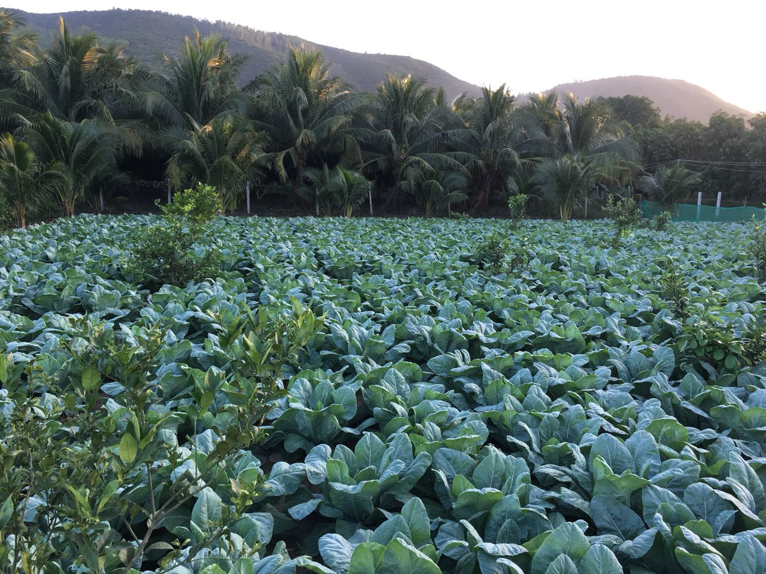 Áo đẹp, lên form chuẩn. Mặc áo dài thì khỏi phải chê. Sẽ tiếp tục ủng hộ.