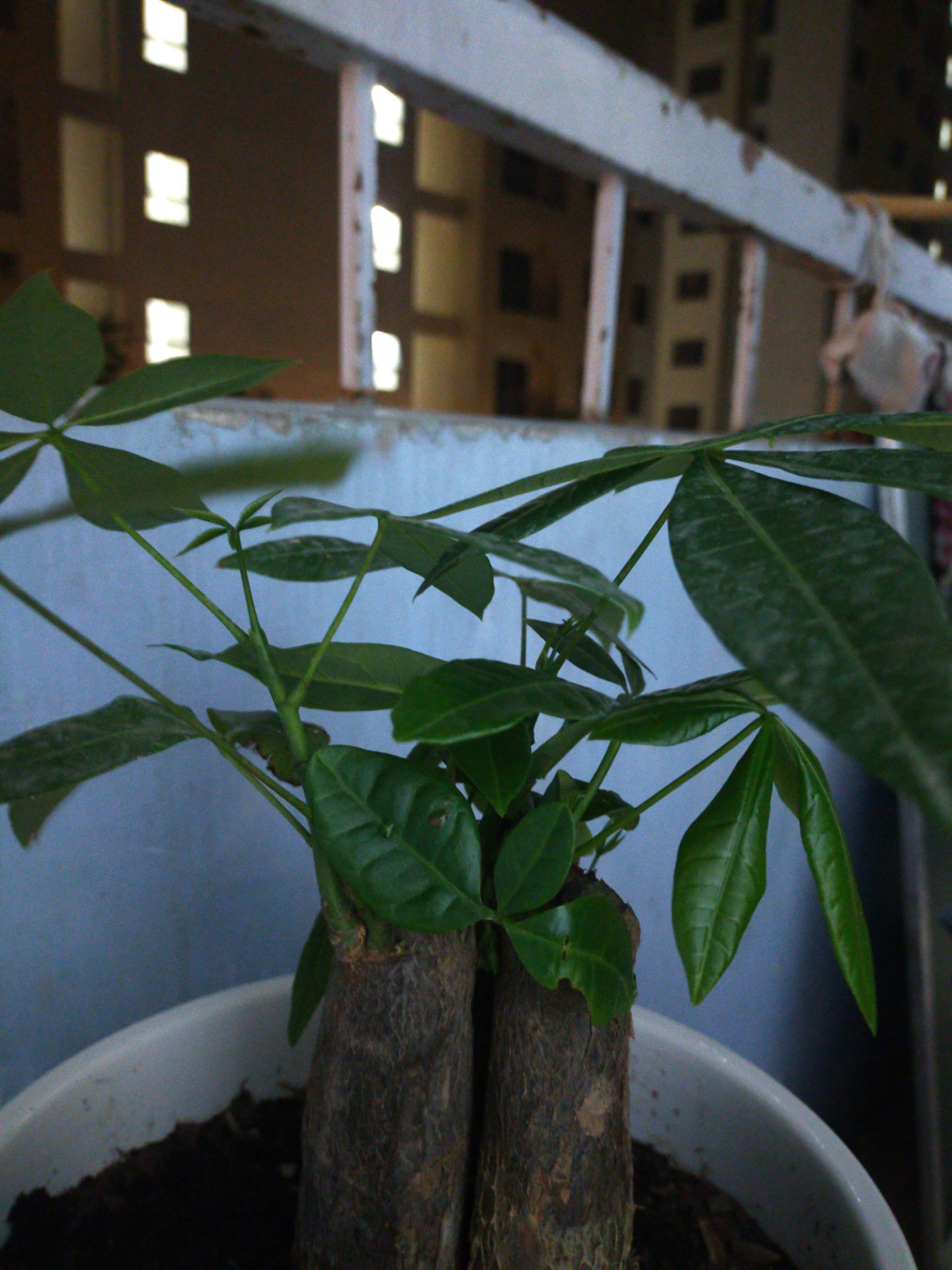 cây lưa thưa khác hình đăng, đất quá ít, tóm lại không đáng giá mua