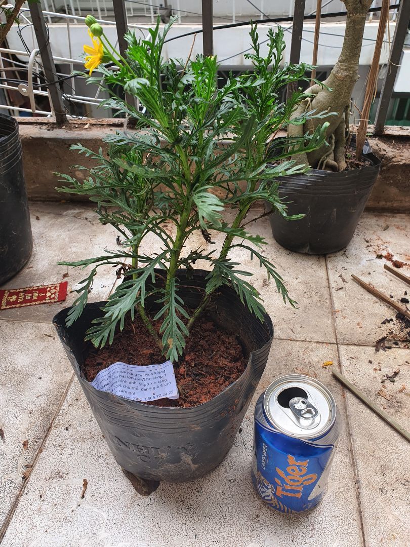 giao hàng nhanh, cây tươi, giá hợp lí