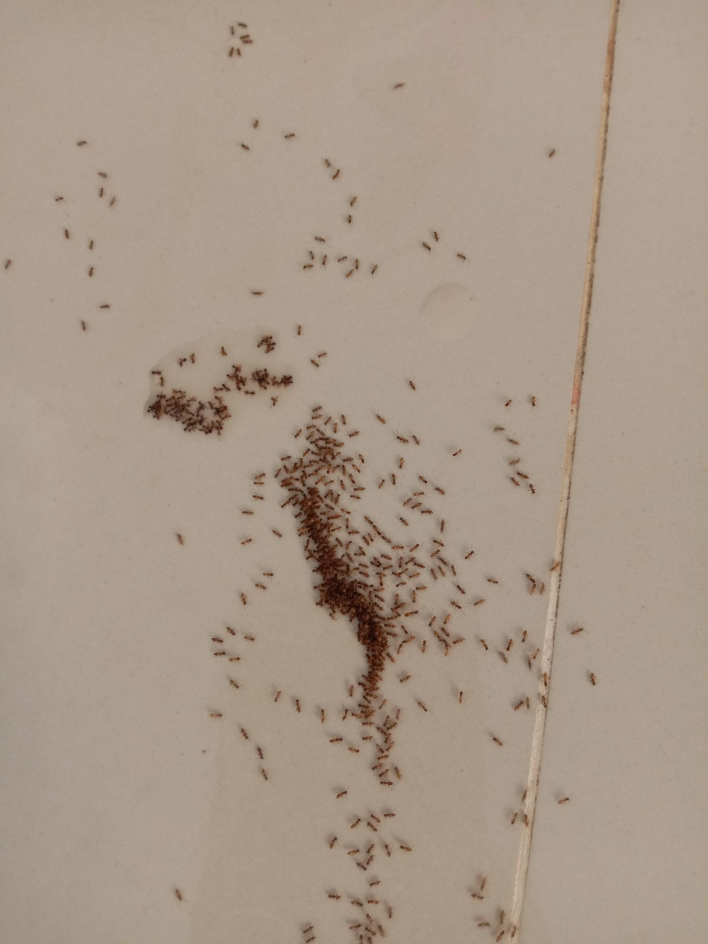 nói gì cho ngầu với thuốc diệt kiến.nhưng vẫn bò tung tăng.giá thì trên trời.shop ơi bớt bớt lại nha.lời nhiều mà sản phẩm kém quá cũng ko nên đâu. nói gì cho ngầu với thuốc diệt kiến.nhưng vẫn bò tung tăng.giá thì trên trời.shop ơi bớt bớt lại nha.lời nhiều mà sản phẩm kém quá cũng ko nên đâu.