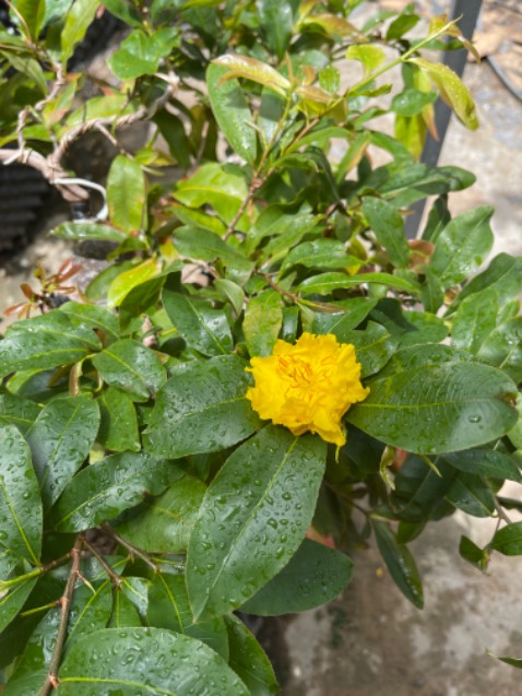 Hàng chất lương tốt