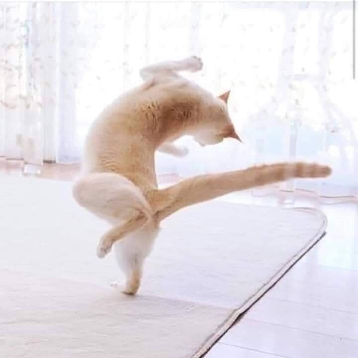 dây màu dễ thương, bé mèo nhà mình hơi nhỏ nên chắc mình chưa dùng, mua thêm để đc hưởng khuyến mãi thui nè