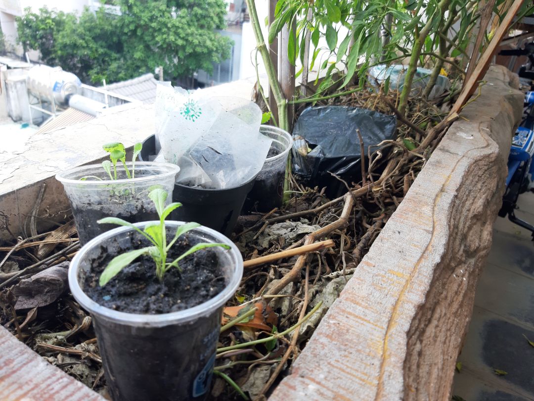 rất tốt cho cây trồng , đã mua nhiều lần