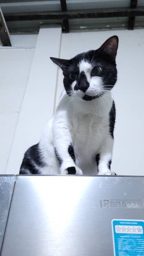 Các chú mèo của tôi đều chịu ăn loại này, có vẻ như là thích thú với món này lắm, meo meo 🐱