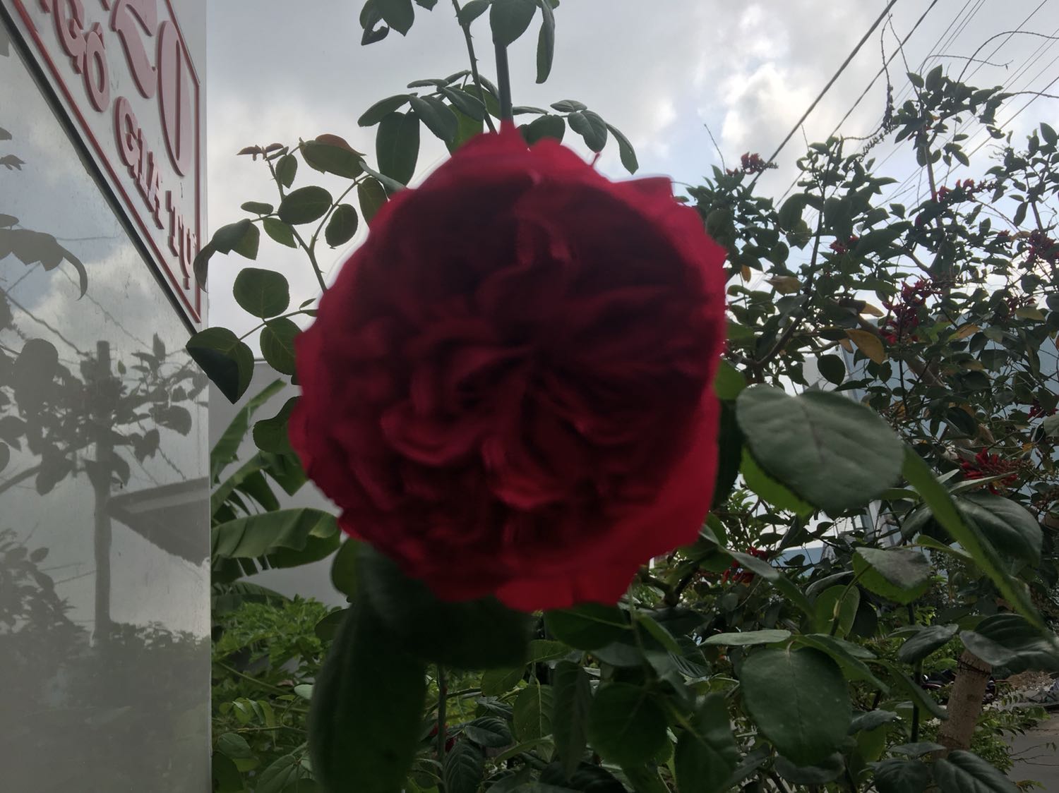 Review image