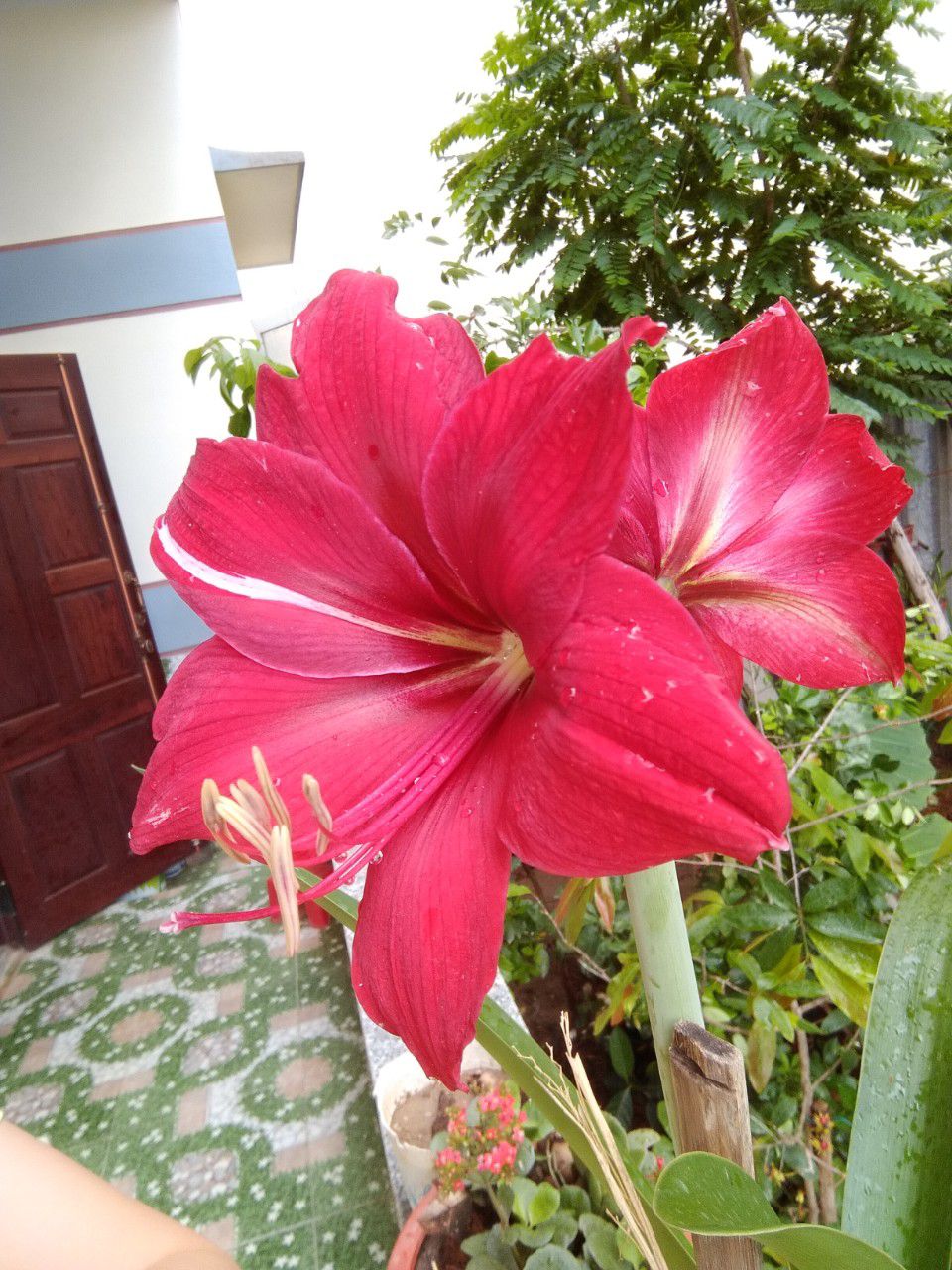 đang sử dụng đang chờ xem kết quả có tốt hay ko