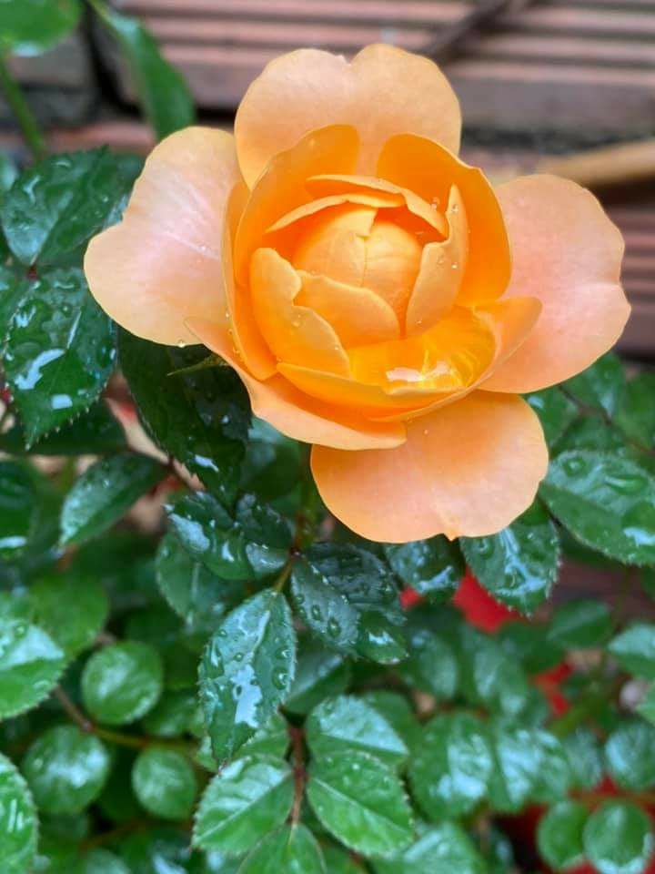 Tiki giao nhanh, mua về cho mấy đứa nhỏ dùng rất thích, giá thành ok